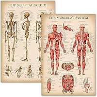 Palace Learning Vintage Muscular & Skeletal System Anatomical Chart Set - Human Skeleton & Muscle Anatomy Posters (LAMINATED,
