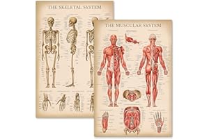 Palace Learning Vintage Muscular & Skeletal System Anatomical Chart Set - Human Skeleton & Muscle Anatomy Posters (LAMINATED,