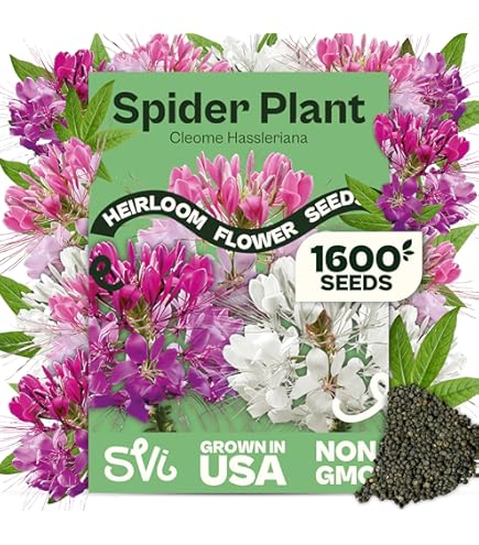 Amazon.com : Mixed Cleome - Spider Plants - Nectar Flower for Monarch  Butterflies - Large Paclage - 5000 Seeds : Patio, Lawn & Garden