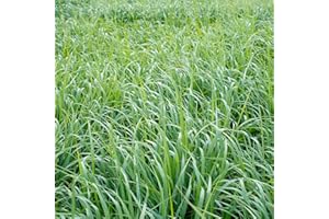 Outsidepride Switchgrass Seed - 1 lb. Perennial Hardy, Drought & Flood Tolerant Native Grass Seed Ideal Fast-Growing Grasses for Erosion Control, Wildlife Forage & Food Plots, Thrives in Poor Soil