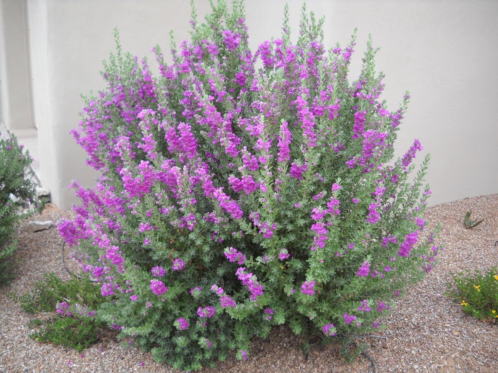 Green Cloud Texas Ranger Aka Leucophyllum F. 'Green Cloud' Live Plant Shrubs Plant Fit 01 Gallon Pot
