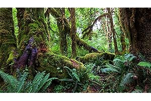 SUZM Foggy Forest Background, PVC Static Cling Terrarium Background for Amphibian Marine Life, Tropical Rainforest Theme Wallpaper Durable Poster Stickers, 36" x 16"