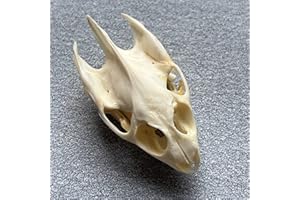 ZCZC Taxidermy Real Animal Skull, Animal Bones Real for Craft, Skull Decoration for Home, Specimen Collectibles Study, Special Gifts (T