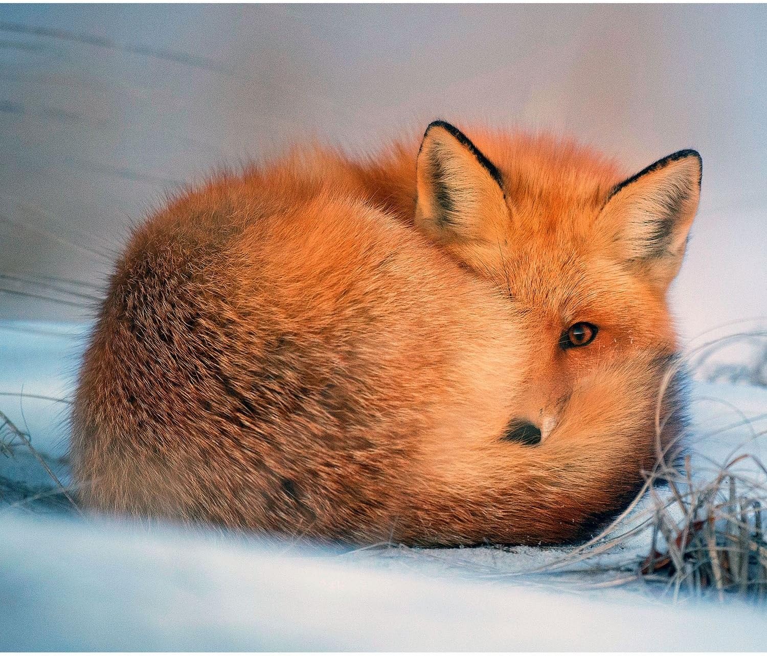 Fabulous Poster Affiche Renard Roux Dans La Neige Animaux Mignon 77x91cmb Amazon Fr Cuisine Maison