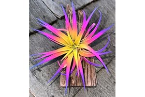 Live Tillandsia Capitata Peach Colorful Air Plant 6-8 inch Enhanced Color Highlighted Grows a Huge 14 inches Easy Care Indoor Outdoor Home Decor Gift Airplant Awesome Industries (Sunset 6")