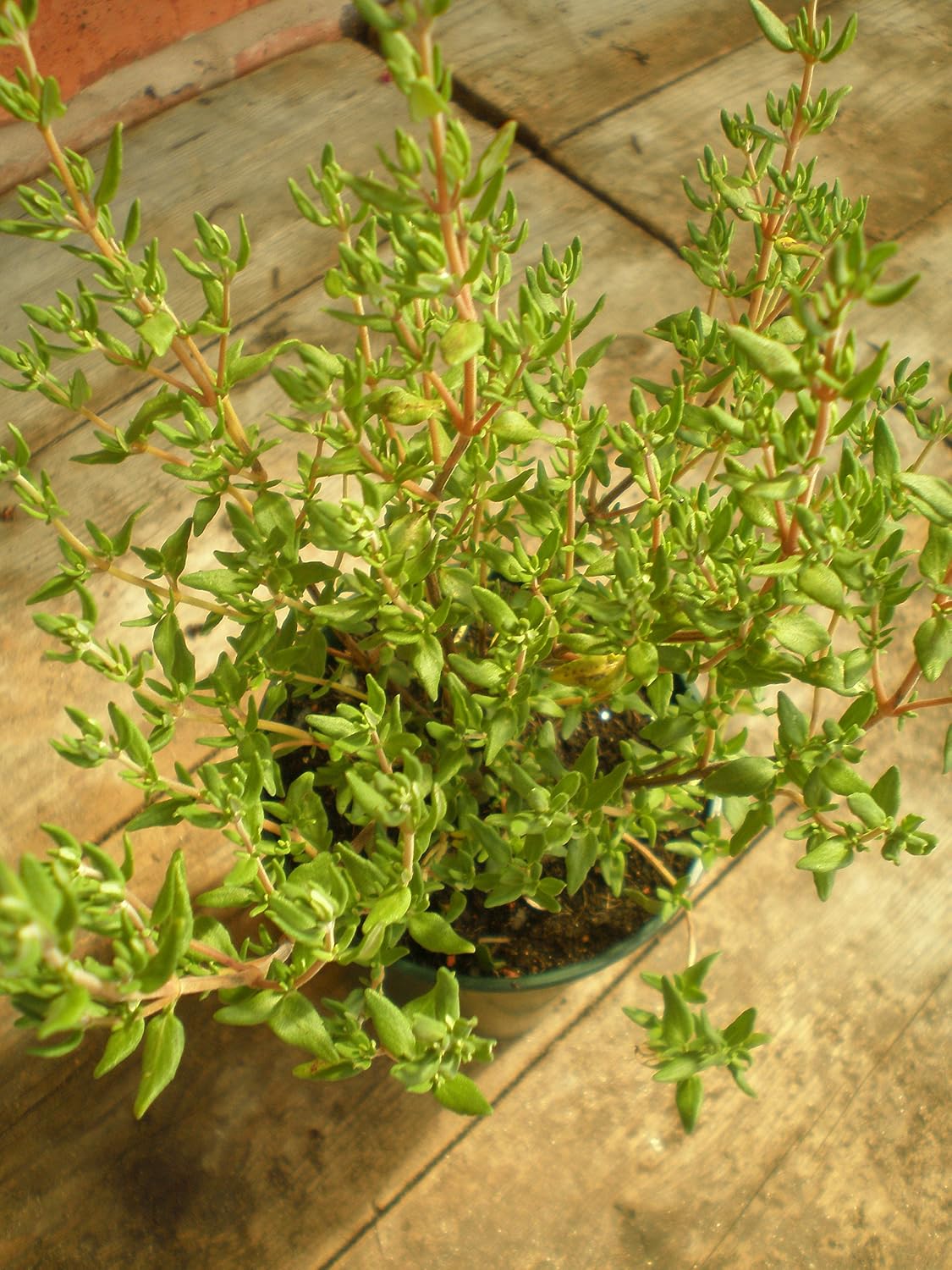 PREMIER SEEDS DIRECT - HERB - Thyme - 2 Grams - Approx 7000 Seeds, Pink