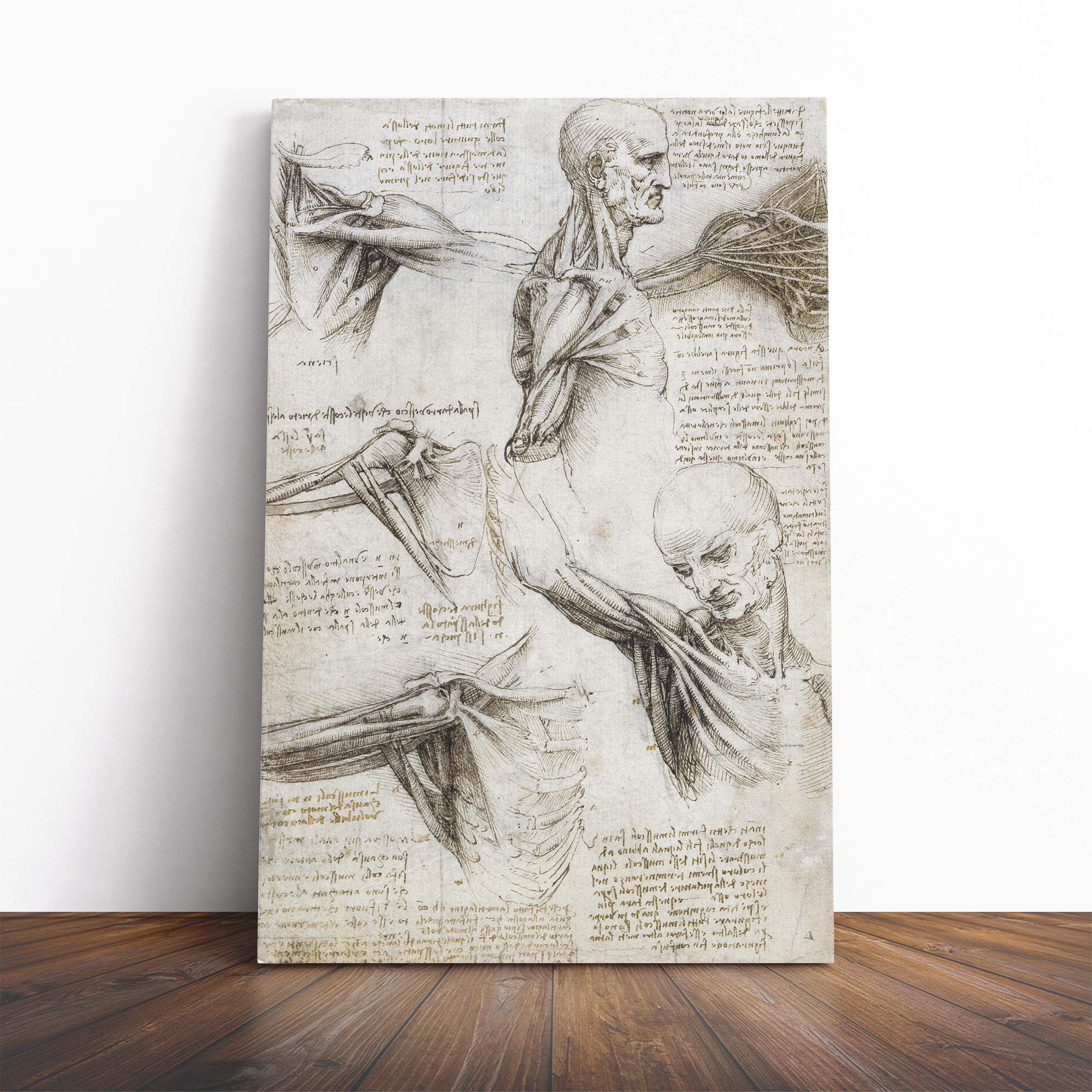 Leonardo Da Vinci Anatomy Vol.4 Canvas Print | Gallery Wrapped 30mm Frame Wall Art | 20x14 inches | Ready to Hang | Modern Picture | Living Room Bedroom Lounge Office