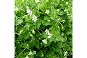 Palm Beach Medicinal Herbs - Chickweed (Stellaria Media) - Packet of 100 Seeds