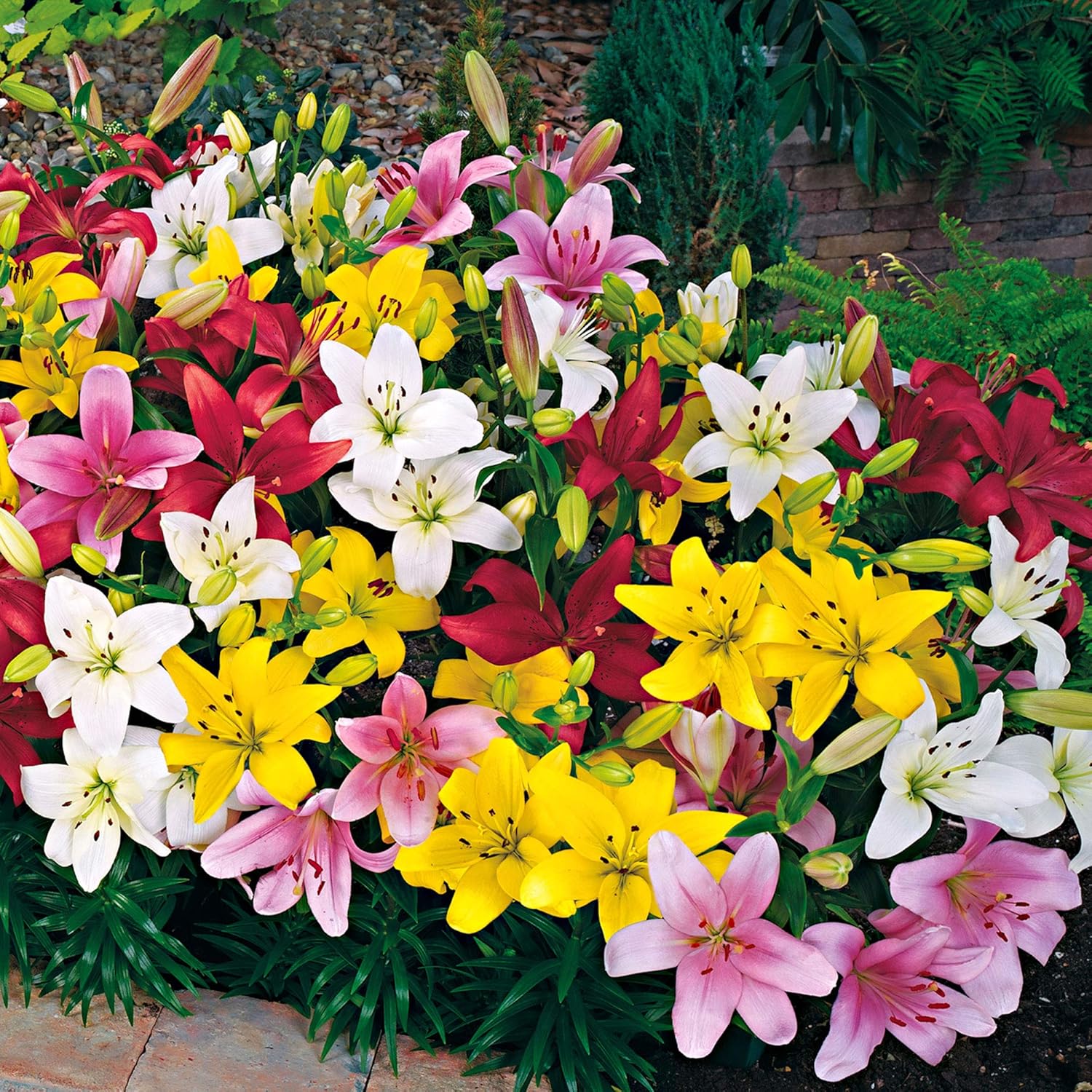 10x Lilium LAMBADA Bulbes de Lys Mix de couleurs