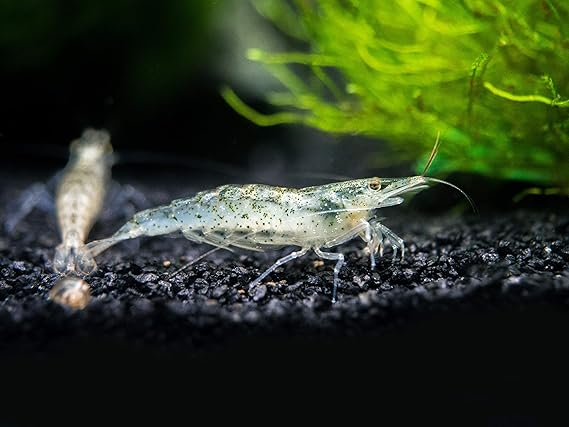 freshwater cleaner fish