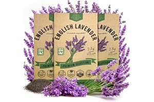 Organo Republic 3-Pack English Lavender Seeds 7.50G - Over 6600 Non-GMO Heirloom Lavender Seeds for Planting in Individual Seed Packets, Herb Seeds for Planting Home Garden Indoor & Outdoor Gardening