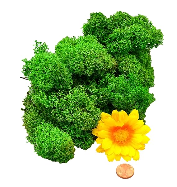 Muwse Islandmoos 1AV 25g Grün vorgereinig, präpariert & gefärbt! Weich, lichtecht & haltbar! Unser günstiges Dekomoos Florist