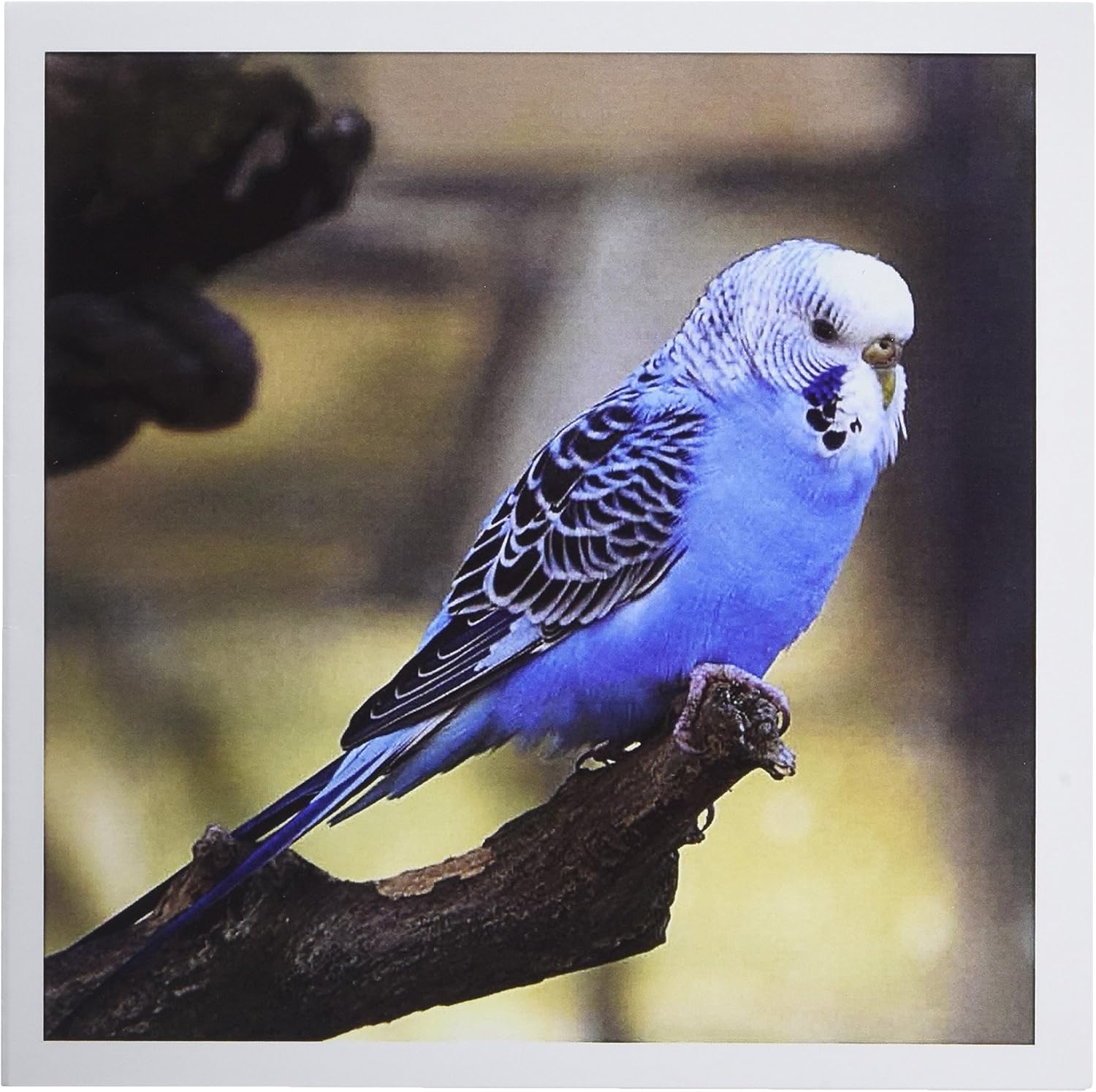 housebreaking a puppy in winter