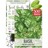 Seed Needs Italian Basil Seeds to Plant Heirloom Non-GMO Herbs 1 Pack | Italian Basil Seeds - Essential sweet culinary classic for vibrant fresh pestos, rich tomato sauces, pizzas, and sunny pots