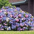 CHUXAY GARDEN Mixed Hydrangea Macrophylla-Bigleaf Hydrangea,French Hydrangea,Lacecap Hydrangea,Mophead Hydrangea,Penny Mac,Hortensia 10 Seeds Privacy Screen Plant