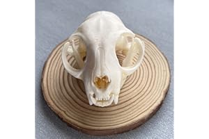 ZCZC Taxidermy Real Animal Skull, Animal Bones Real for Craft, Skull Decoration for Home, Specimen Collectibles Study, Special Gifts (Cat Skull)