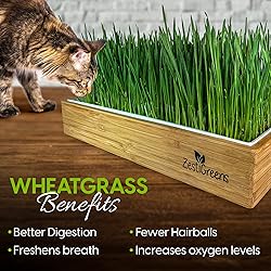 Cat Grass Refills for Self Watering Cat Grass Kit