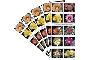 UNITED STATES POSTAL SERVICE Cactus Flowers 5 Books of 20 Forever First Class USPS Postage Stamps Celebration Wedding (100 Stamps)