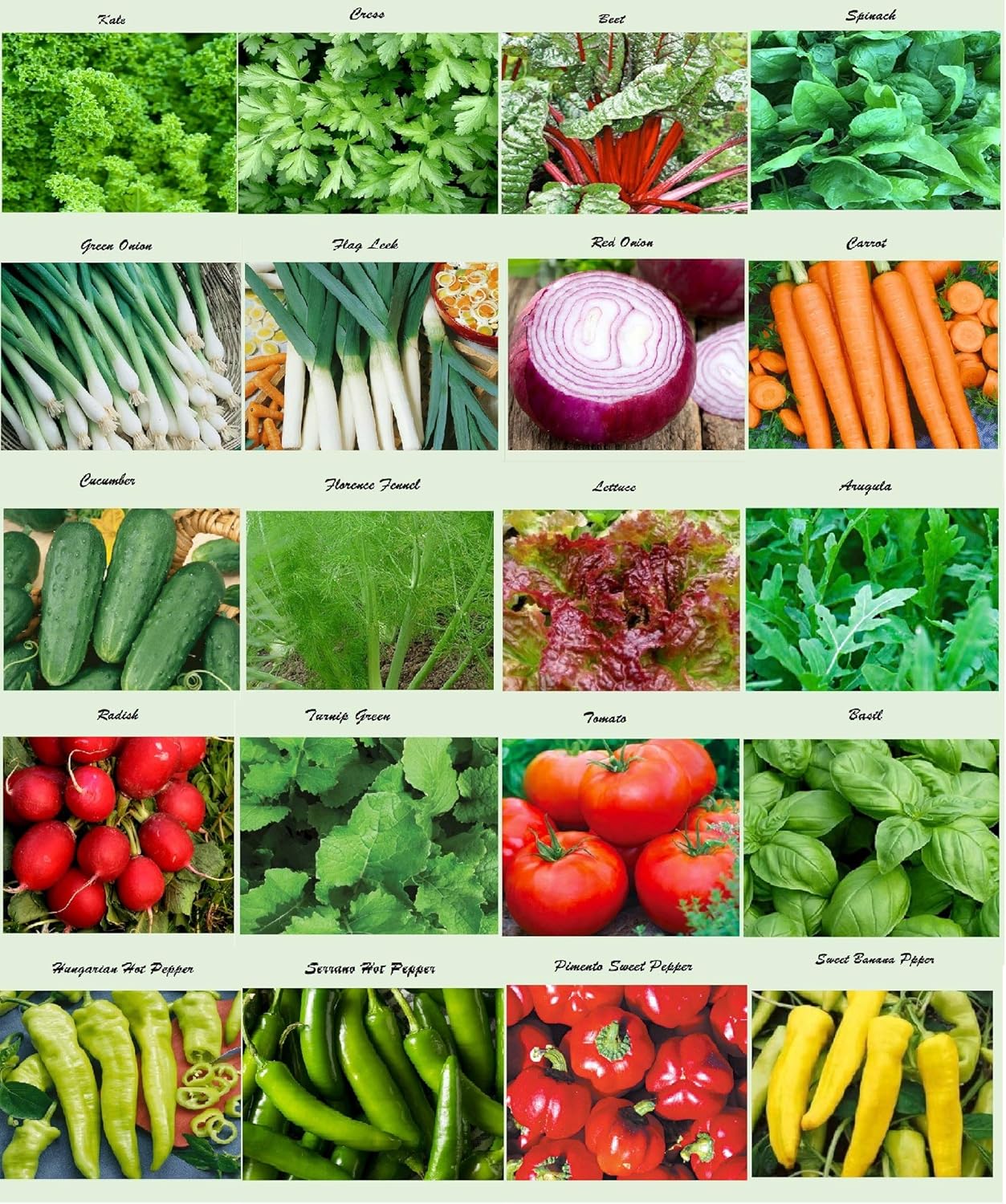 Set of 20 Assorted Organic Vegetable Seeds & Herb Seeds 20