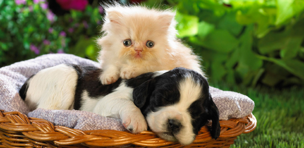 Cute Animals Live Wallpaper:Amazon.com:Appstore for Android