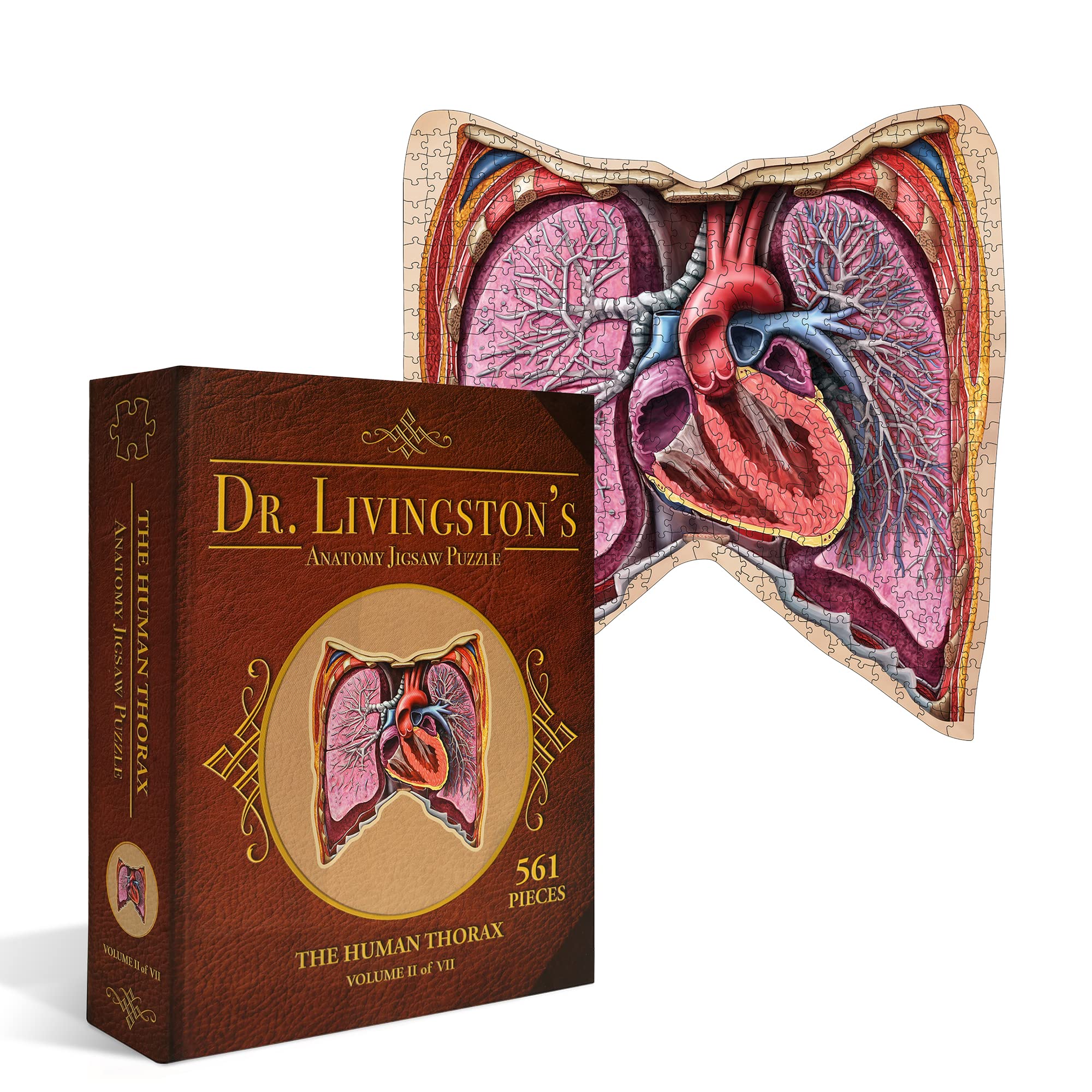 Product image Dr. Livingston's Human Anatomy 500 Piece Jigsaw Puzzle - Educational Learning Toy for Children - Fun Kids Learn Medical Science Game - Anatomical Organs Genius Games (Thorax)