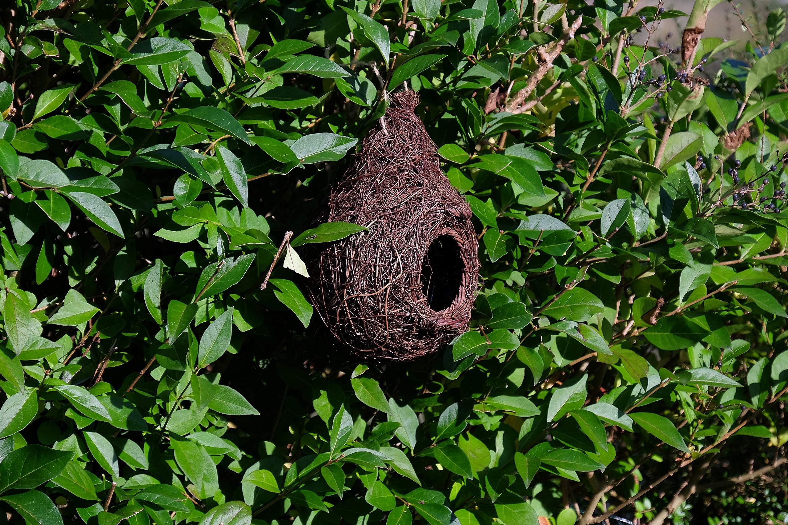 Giant Robin Nest Pocket