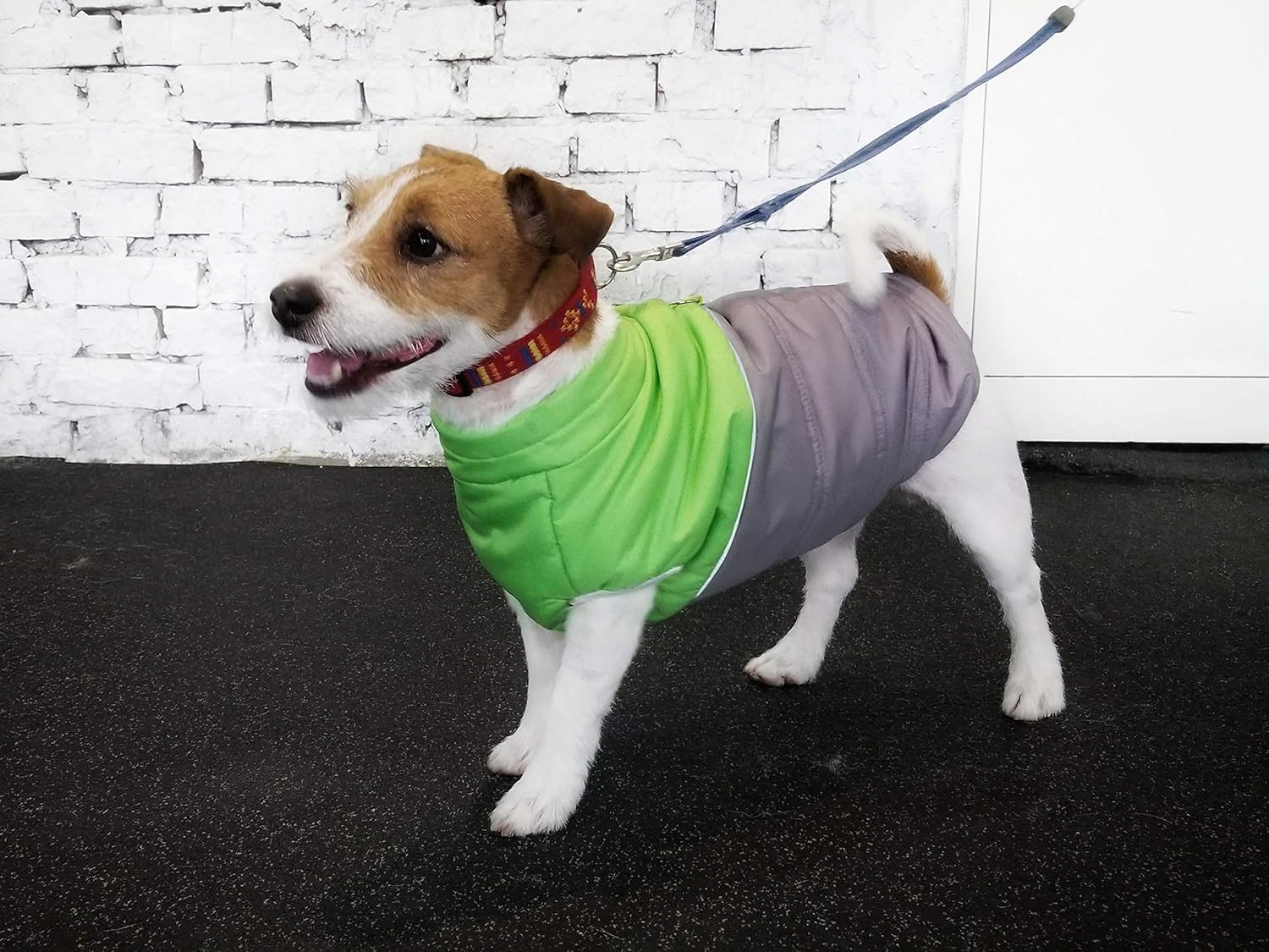 jack russell winter coats