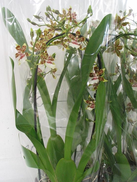 Orchideen Cambria 60cm+/-,am Bogen: Amazon.de: Garten