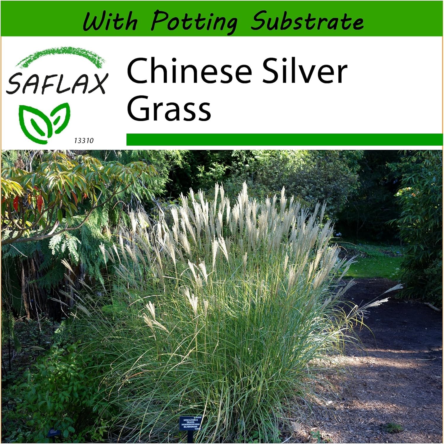 SAFLAX Chinese Silver Grass 200 seeds With soil