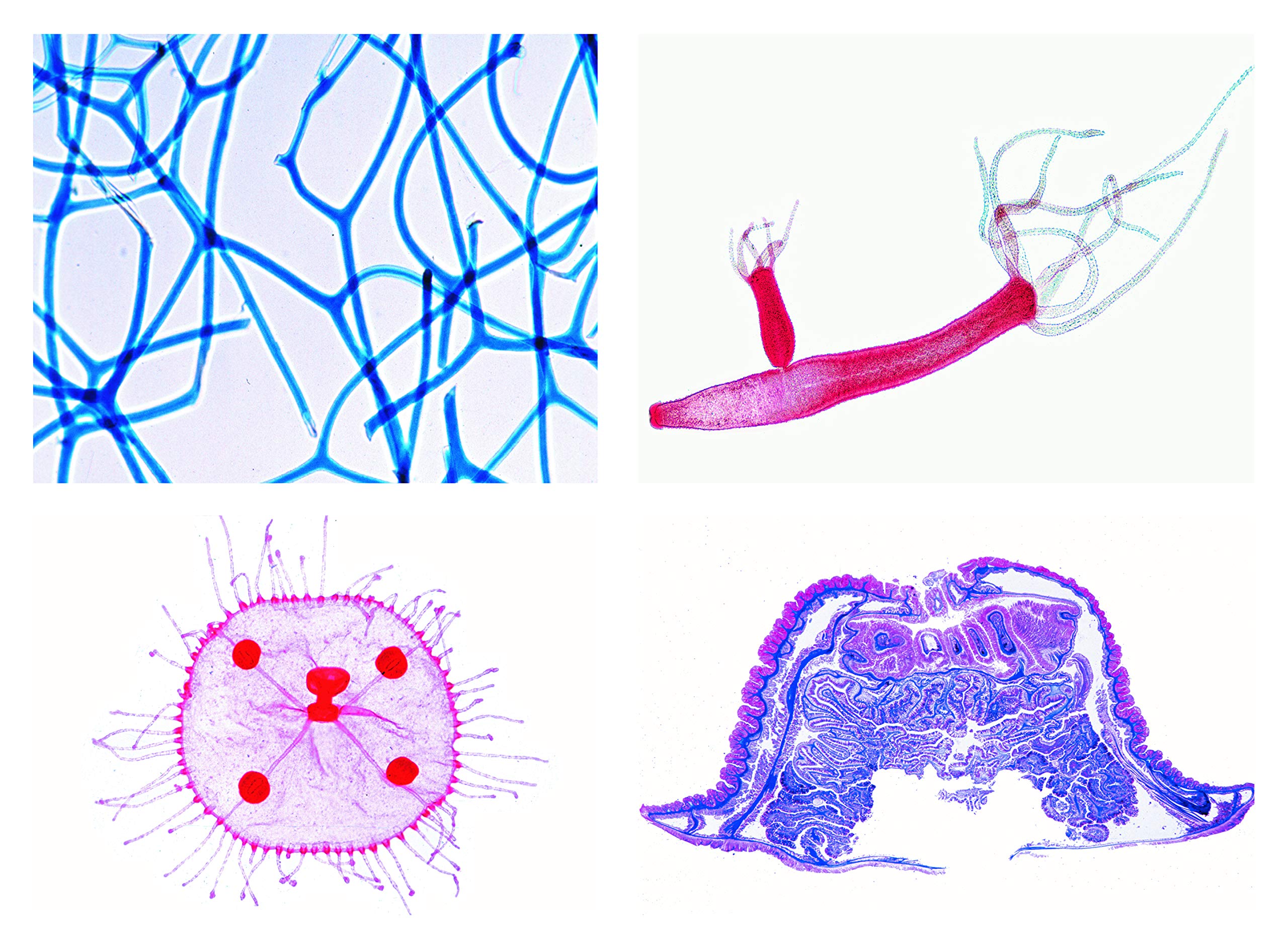 3B Scientific Biology Microscopy Micropräparate Series_ Single (Protozoa)