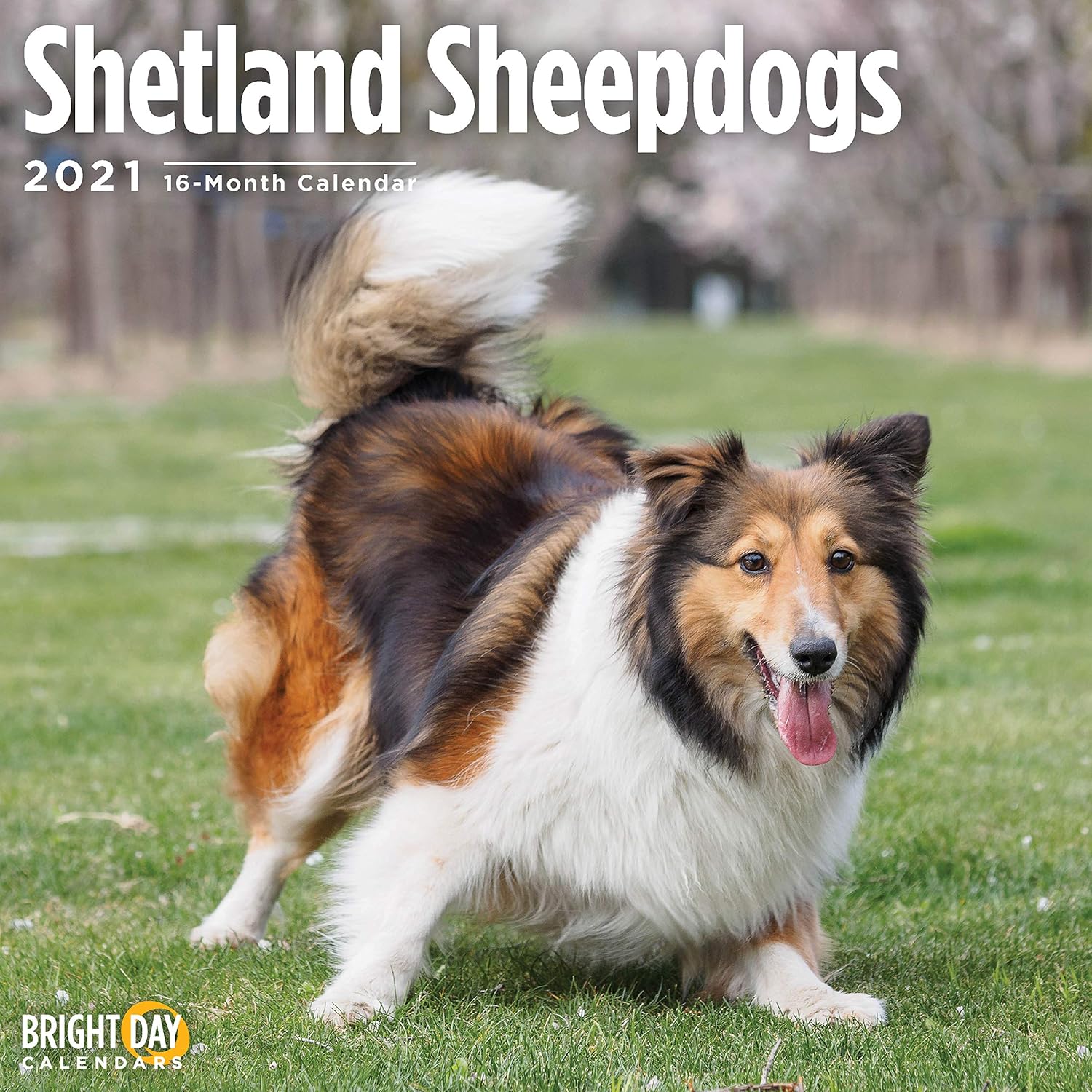 Amazon.com : 2021 Shetland Sheepdogs Wall Calendar by Bright Day, 12 x