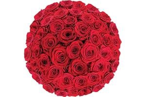 Colour Republic Fresh Cut Premium Ecuadorian Red Roses, 50 Fresh Flowers