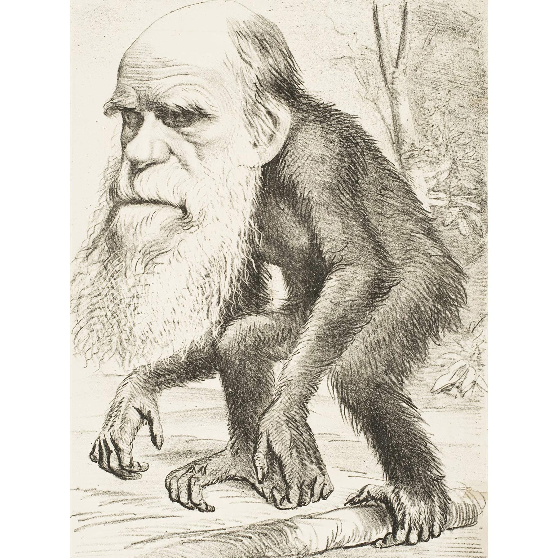 Hornet Caricature Charles Darwin Orang-Utan Drawing Large Wall Art Poster Print Thick Paper 18X24 Inch