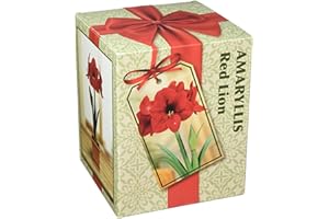 NETHERLAND BULB Amaryllis Growing Kit. Includes: Big Red Lion Bulb, Plastic Pot and Saucer, and Professional Growing Medium