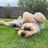 Nylabone Extreme Tough Dog Chew Toy Bone Medium 16 kg Flavour view 3