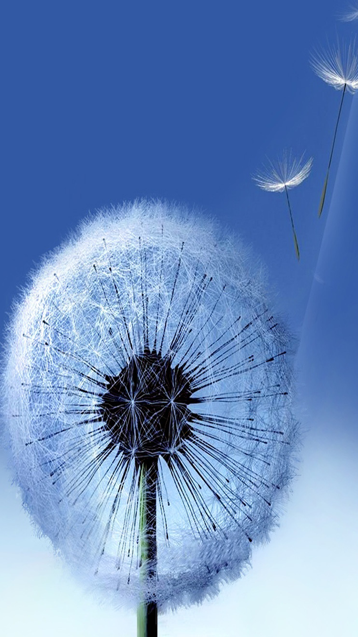 Amazon.com: Flower Live Wallpaper: Appstore for Android