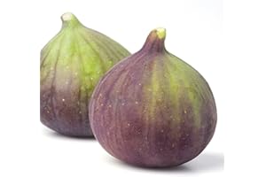 Olympian Fig Tree Live Plant - Ficus carica by Wellspring Gardens - Starter Plant Ideal for Gardens & Containers - Great for Indoor Houseplants, Outdoor Landscaping & Garden Planting