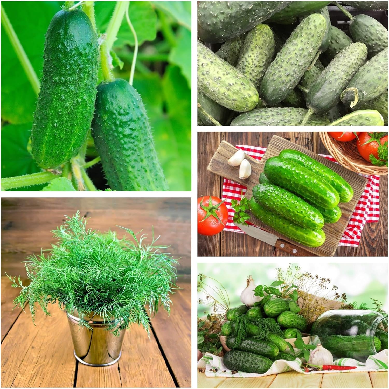 Pepinos en escabeche - variedades ideales para conservar en ...