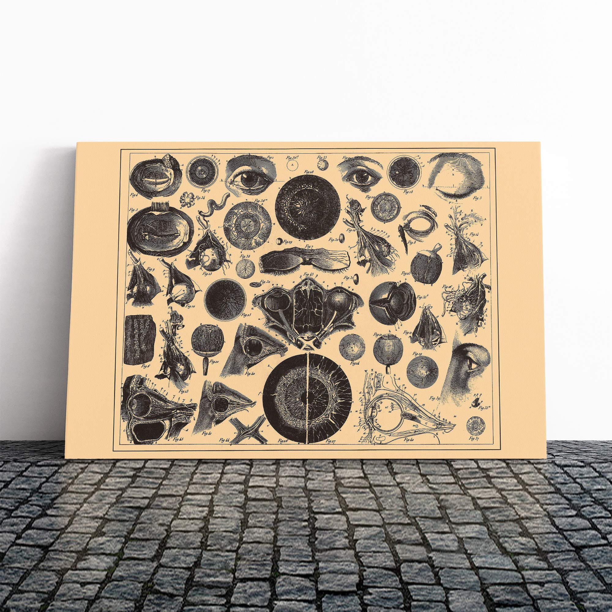 Encyclopedia Human Biology Eyes (1) Canvas Print | Gallery Wrapped 30mm Frame Wall Art | 20x14 inches | Ready to Hang | Modern Picture | Living Room Bedroom Lounge Office