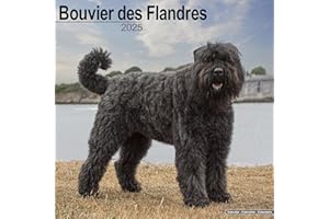Bouvier des Flandres (Euro) Calendar 2025 | Square Dog Breed Wall Calendar - 16 Month