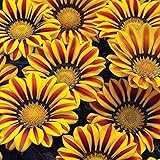 Exotic Gazania Flower Seeds - 100+ Seeds to Grow