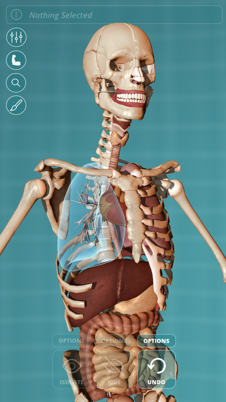 Visual Anatomy - Human body