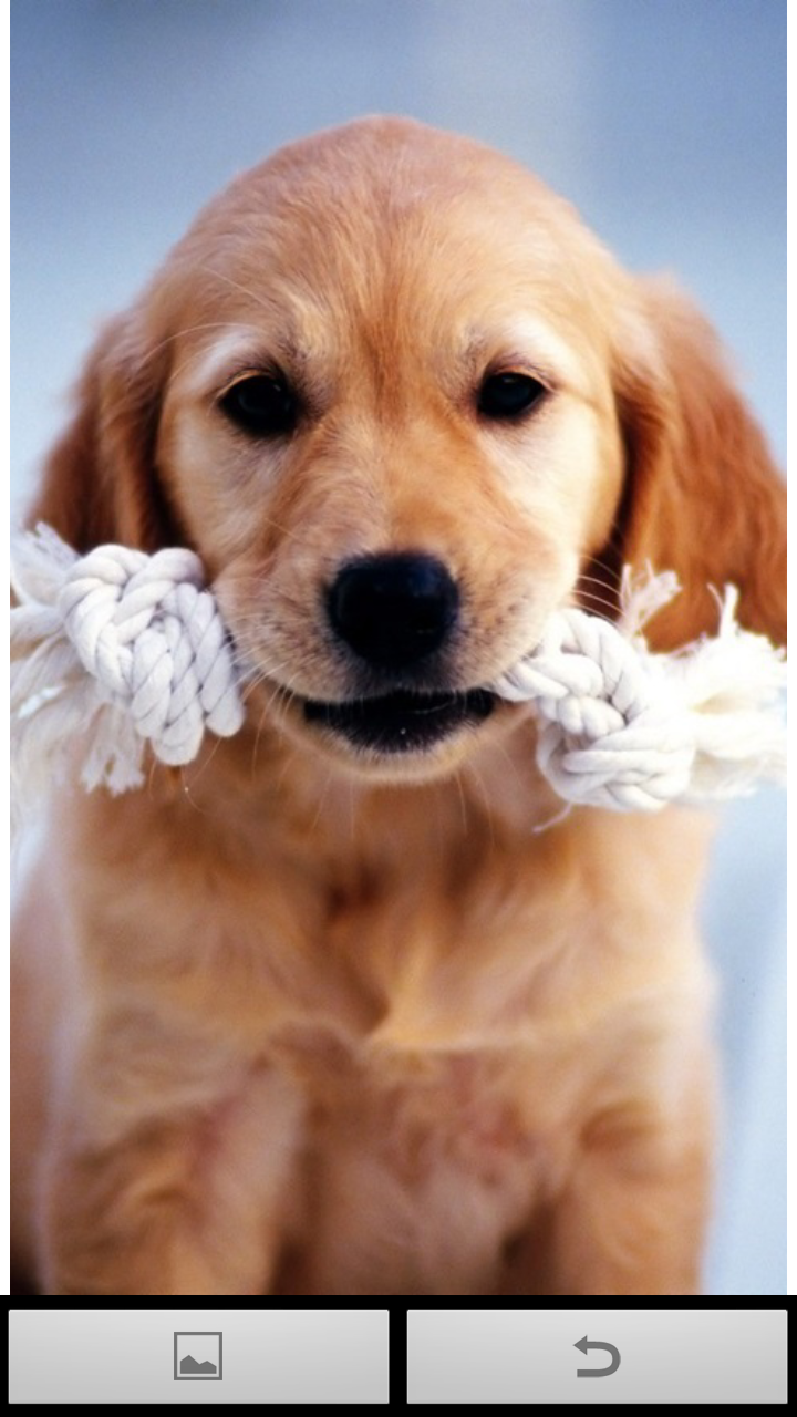 Golden Retriever Wallpapers Amazon.es Apps y Juegos