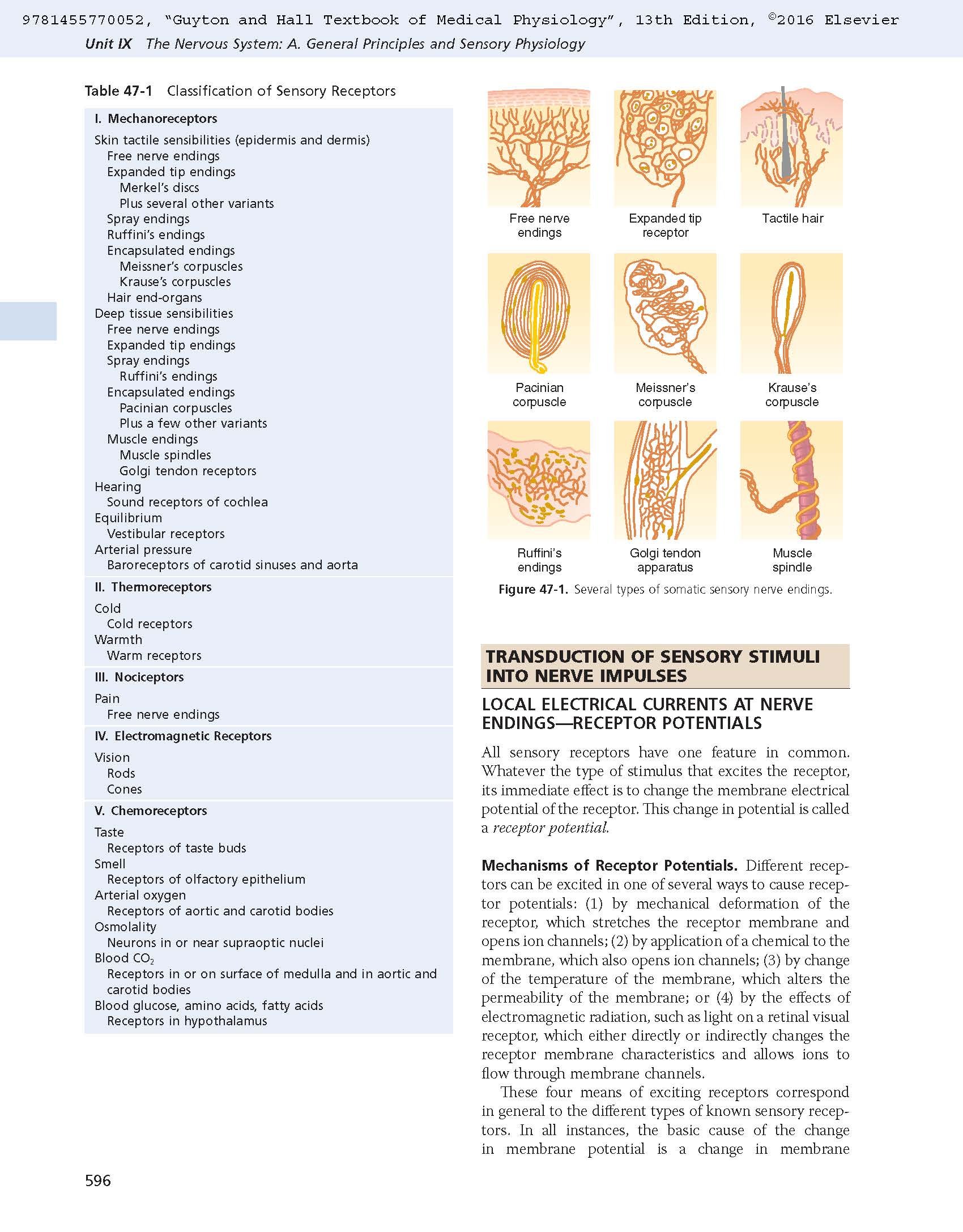 Mua Guyton and Hall Textbook of Medical Physiology (Guyton Physiology
