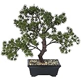 Vickerman Everyday Artificial Potted Pine Bonsai Tree 12" - Lifelike Home Or Office Decor - Premium Faux Potted Bonsai Tree - Maintenance Free Bonsai Plant