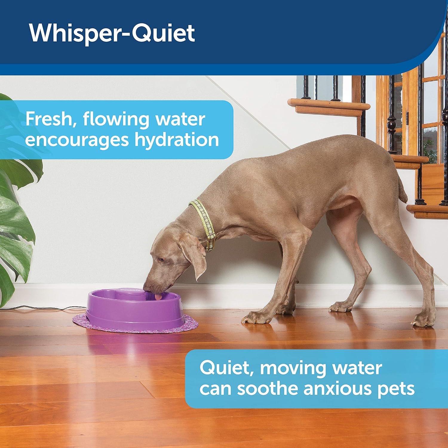 petsafe current circulating pet fountain