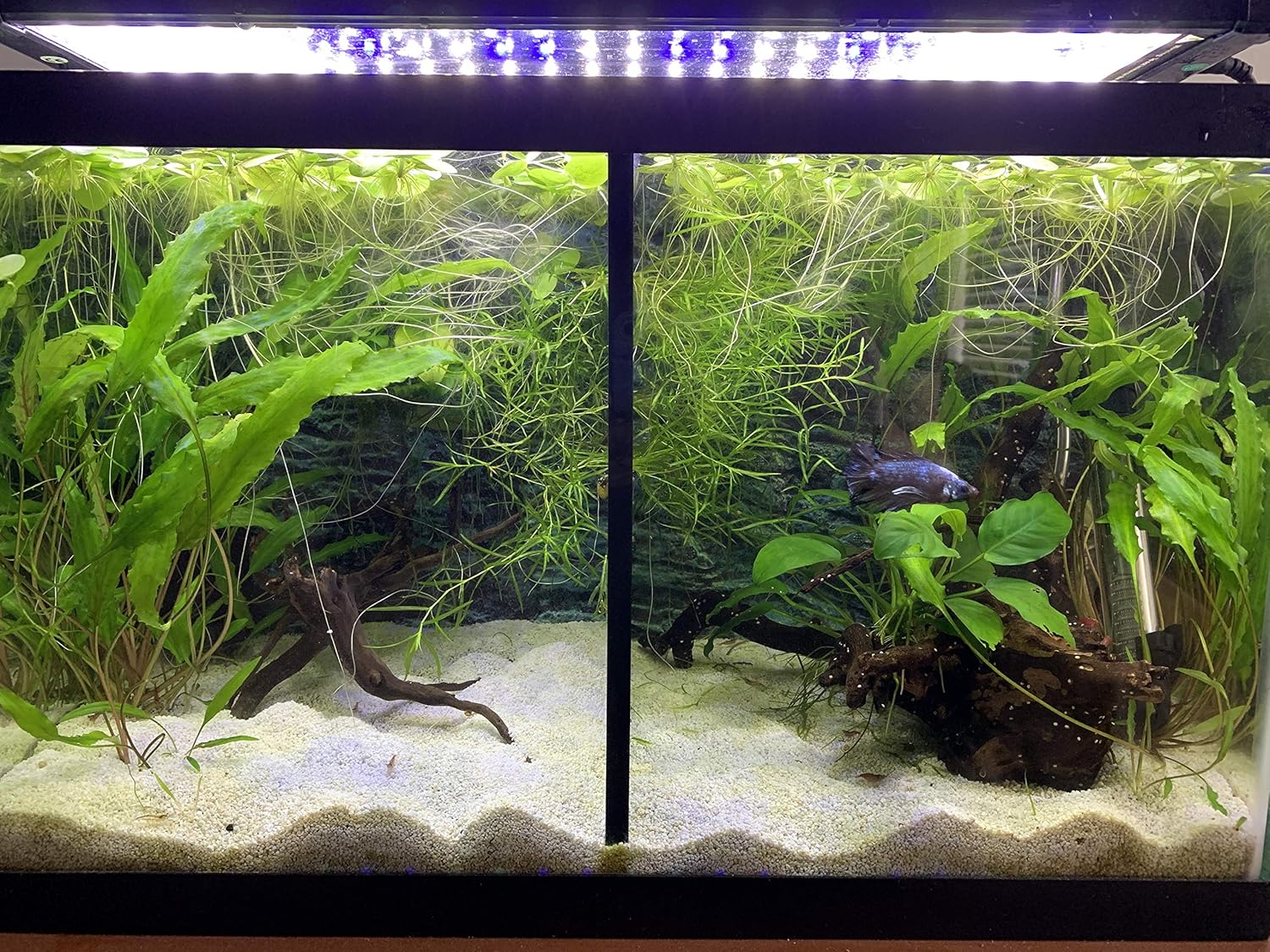 divided betta tank for sale