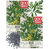 Seed Needs Herb Seeds to Plant Rue - Heirloom &amp; Non-GMO Herbs 2 Packs | Rue Seeds - Historic medicinal herb &amp; pest deterrent; acts as a prized host plant for Black Swallowtail caterpillars