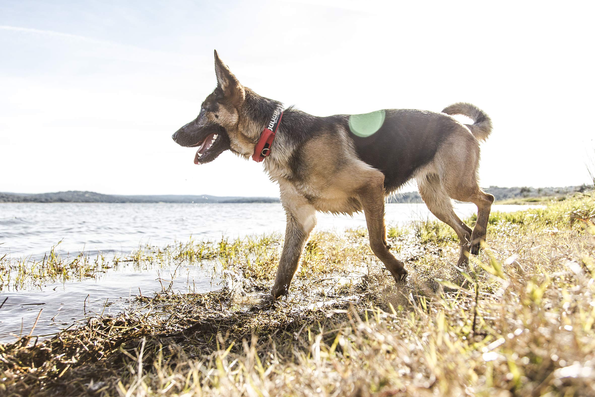 julius k9 german shepherd