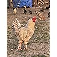 12 Chicken Hatching Eggs (Rare Breeds)